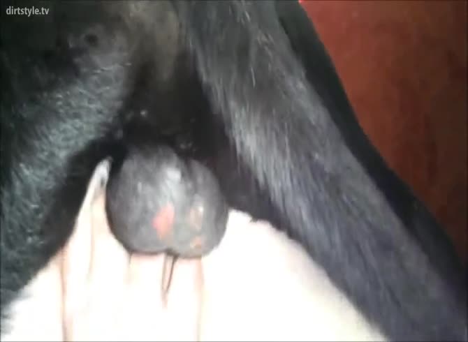 Video :Beastie gal got banged and smashed by dog dick